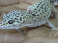 Ciało gekonów pokrywają drobne, ziarniste łuseczki.
Fot. Magdalena Puczko